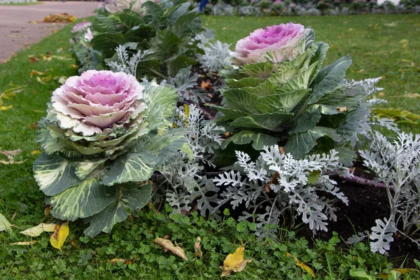 Süslü lahana (lat) yakın çekim (makro çekim). Güneş ışığında ve yapraklarının üzerindeki çiy damlalarıyla