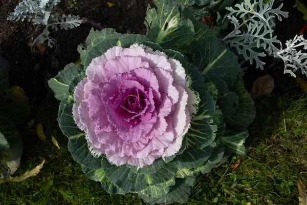 Süslü lahana (lat) yakın çekim (makro çekim). Güneş ışığında ve yapraklarının üzerindeki çiy damlalarıyla