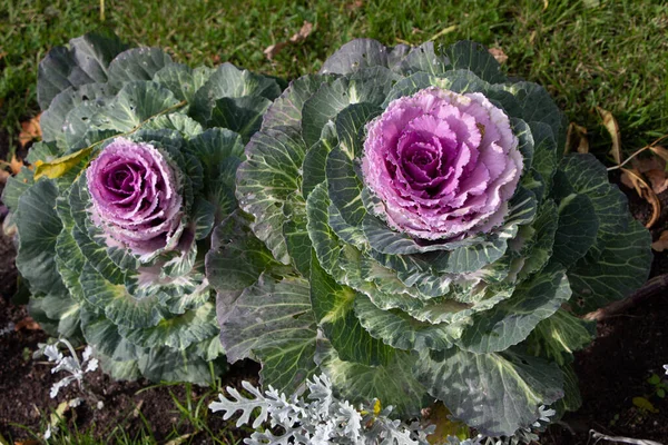 Süslü lahana (lat) yakın çekim (makro çekim). Güneş ışığında ve yapraklarının üzerindeki çiy damlalarıyla
