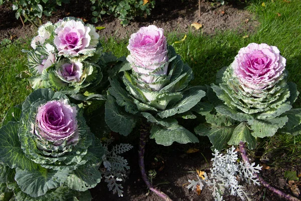 Süslü lahana yatağının (lat) bir parçasına yakın plan. Şehir parkında güneş ışığında...