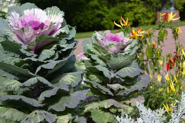 Süslü lahana (lat) yakın çekim (makro çekim). Güneş ışığında ve yapraklarının üzerindeki çiy damlalarıyla