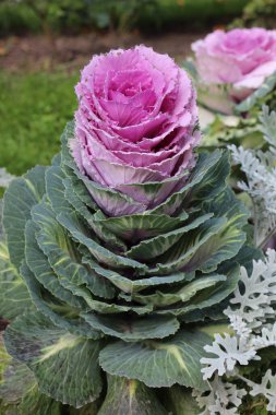 Süslü lahana (lat) yakın çekim (makro çekim). - Güneş ışığıyla birlikte. Yandan görüntüle