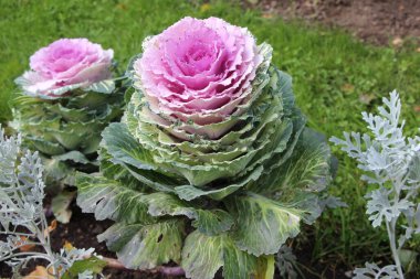 Süslü lahana (lat) yakın çekim (makro çekim). - Güneş ışığıyla birlikte. Yandan görüntüle