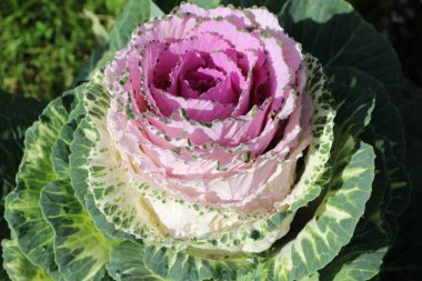 Süslü lahana (lat) yakın çekim (makro çekim). Güneş ışığında ve yaprakların üzerindeki çiğ damlalarıyla