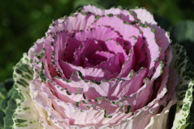 Süslü lahana (lat) yakın çekim (makro çekim). Güneş ışığında ve yaprakların üzerindeki çiğ damlalarıyla