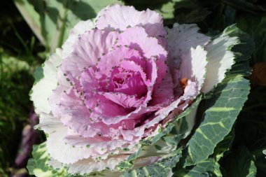 Süslü lahana (lat) yakın çekim (makro çekim). Güneş ışığında ve yaprakların üzerindeki çiğ damlalarıyla