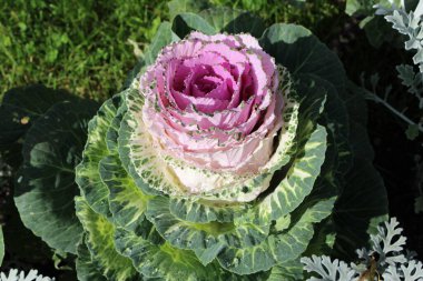 Süslü lahana (lat) yakın çekim (makro çekim). # Gün ışığında #