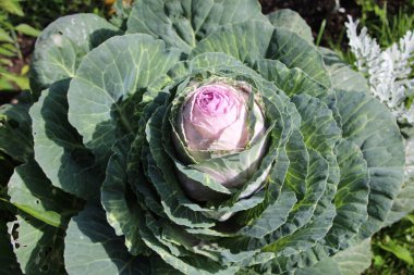 Süslü lahana (lat) yakın çekim (makro çekim). # Gün ışığında #