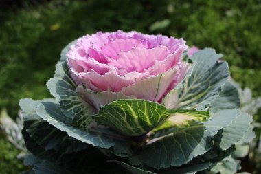 Süslü lahana (lat) yakın çekim (makro çekim). - Güneş ışığıyla birlikte. Yandan görüntüle