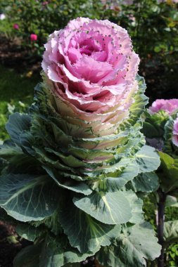Süslü lahana (lat) yakın çekim (makro çekim). - Güneş ışığıyla birlikte. Yandan görüntüle