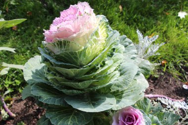 Süslü lahana (lat) yakın çekim (makro çekim). - Güneş ışığıyla birlikte. Yandan görüntüle