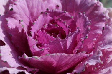 Süslü lahana yapraklarının (lat) yakın çekimi (makro çekim). Güneş ışığında, yukarıdan bakıldığında doğal mor bir arkaplan veya doku olarak görülür