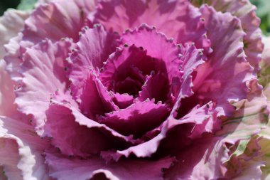 Süslü lahana yapraklarının (lat) yakın çekimi (makro çekim). Güneş ışığında, yukarıdan bakıldığında doğal mor bir arkaplan veya doku olarak görülür