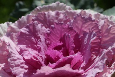 Süslü lahana yapraklarının (lat) yakın çekimi (makro çekim). Güneş ışığında, yukarıdan bakıldığında doğal mor bir arkaplan veya doku olarak görülür