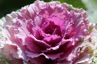 Süslü lahana yapraklarının (lat) yakın çekimi (makro çekim). Güneş ışığında, yukarıdan bakıldığında doğal mor bir arkaplan veya doku olarak görülür