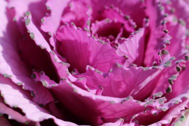 Süslü lahana yapraklarının (lat) yakın çekimi (makro çekim). Güneş ışığında, yukarıdan bakıldığında doğal mor bir arkaplan veya doku olarak görülür