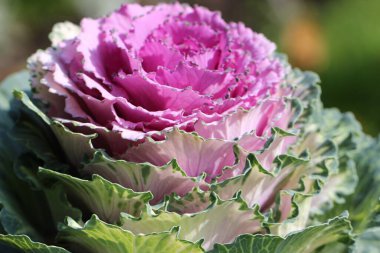 Süslü lahana (lat) yakın çekim (makro çekim). - Güneş ışığıyla birlikte. Yandan görüntüle