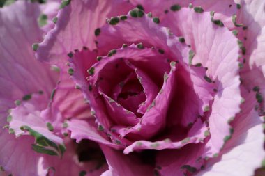 Süslü lahana yapraklarının (lat) yakın çekimi (makro çekim). Güneş ışığında, yukarıdan bakıldığında doğal mor bir arkaplan veya doku olarak görülür