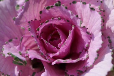 Süslü lahana yapraklarının (lat) yakın çekimi (makro çekim). Güneş ışığında, yukarıdan bakıldığında doğal mor bir arkaplan veya doku olarak görülür