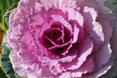 Süslü lahana yapraklarının (lat) yakın çekimi (makro çekim). Güneş ışığında, yukarıdan bakıldığında doğal mor bir arkaplan veya doku olarak görülür