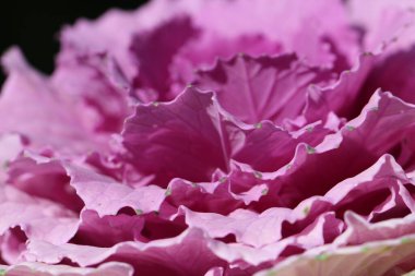 Süslü lahana yapraklarının (lat) yakın çekimi (makro çekim). Güneş ışığında, yukarıdan bakıldığında doğal mor bir arkaplan veya doku olarak görülür