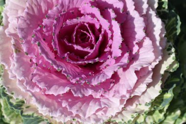 Süslü lahana yapraklarının (lat) yakın çekimi (makro çekim). Güneş ışığında, yukarıdan bakıldığında doğal mor bir arkaplan veya doku olarak görülür