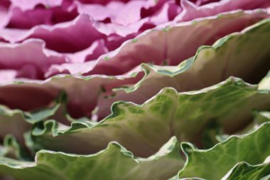 Süslü lahana yapraklarının (lat) yakın çekimi (makro çekim). Güneş ışığında, kenar görünümü doğal bir mor-yeşil arka plan ya da doku olarak