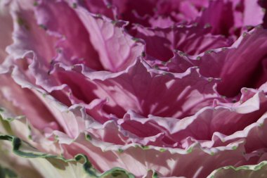 Süslü lahana yapraklarının (lat) yakın çekimi (makro çekim). Güneş ışığında, kenar görünümü doğal bir mor-yeşil arka plan ya da doku olarak