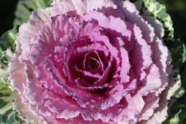 Süslü lahana yapraklarının (lat) yakın çekimi (makro çekim). Güneş ışığında, yukarıdan bakıldığında doğal mor bir arkaplan veya doku olarak görülür