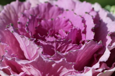 Süslü lahana yapraklarının (lat) yakın çekimi (makro çekim). Güneş ışığında, yukarıdan bakıldığında doğal mor bir arkaplan veya doku olarak görülür