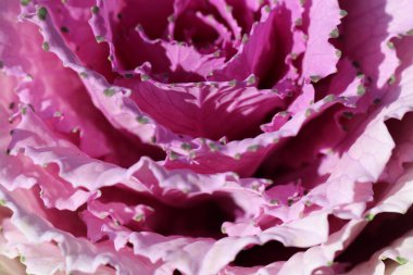 Süslü lahana yapraklarının (lat) yakın çekimi (makro çekim). Güneş ışığında, yukarıdan bakıldığında doğal mor bir arkaplan veya doku olarak görülür