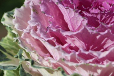 Süslü lahana yapraklarının (lat) yakın çekimi (makro çekim). Güneş ışığında, kenar görünümü doğal bir mor-yeşil arka plan ya da doku olarak