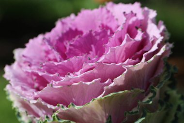 Süslü lahana yapraklarının (lat) yakın çekimi (makro çekim). Güneş ışığında, yukarıdan bakıldığında doğal mor bir arkaplan veya doku olarak görülür