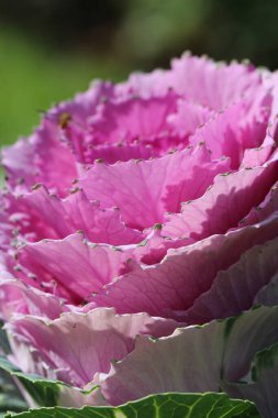 Süslü lahana yapraklarının (lat) yakın çekimi (makro çekim). Güneş ışığında, yukarıdan bakıldığında doğal mor bir arkaplan veya doku olarak görülür