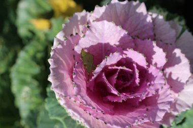 Süslü lahana yapraklarının (lat) yakın çekimi (makro çekim). Güneş ışığında, yukarıdan bakıldığında doğal mor bir arkaplan veya doku olarak görülür