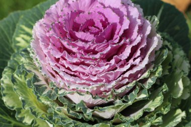 Süslü lahana yapraklarının (lat) yakın çekimi (makro çekim). Güneş ışığında, yukarıdan bakıldığında doğal mor bir arkaplan veya doku olarak görülür
