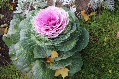 Süslü lahana (lat) yakın çekim (makro çekim). - Güneş ışığıyla birlikte. Yandan görüntüle