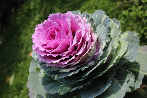 Lähikuva Makro Ampua Koristekaali Tasainen Brassica Auringonvalossa — kuvapankkivalokuva