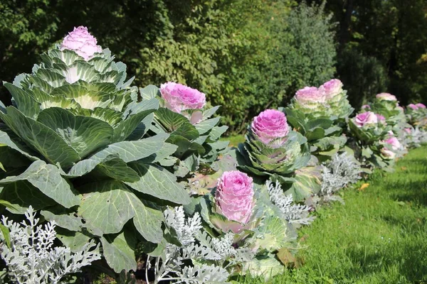 Díszes Káposztaágy Lat Brassica Napfényben Egy Városi Parkban — Stock Fotó