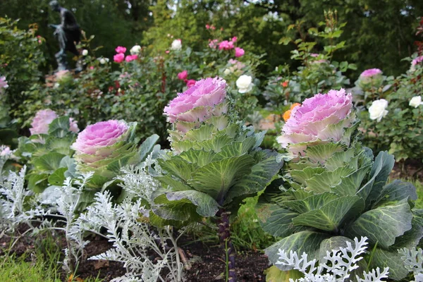 Close-up of a fragment of ornamental cabbage bed (lat. Brassica) in the sunlight in a city park — Stock Image Close Fragment Ornamental Cabbage Bed Lat Brassica Sunlight City Park Stock Picture
