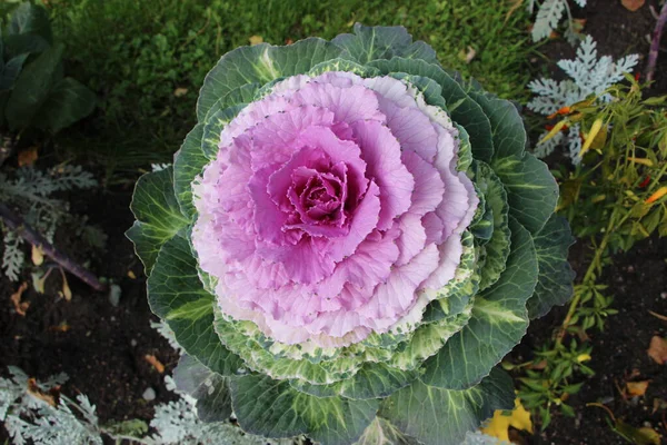 Close-up (macro shoot) of ornamental cabbage (lat. Brassica) in sunlight and with dew drops on the petals — Stock Image Close Macro Shoot Ornamental Cabbage Lat Brassica Sunlight Dew Drops Stock Photo