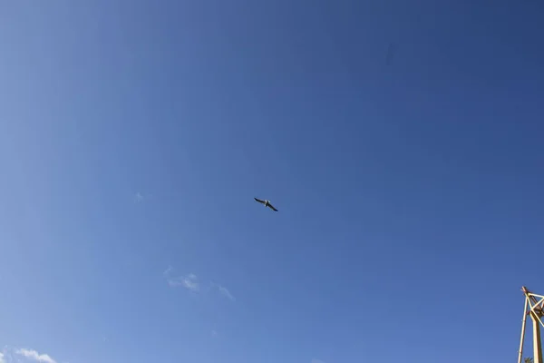 Una Gaviota Cielo Vuelo — Foto de Stock