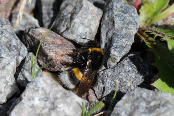 Nahaufnahme Makrofotografie Von Bienen Steinen Seitenansicht — Stockfoto