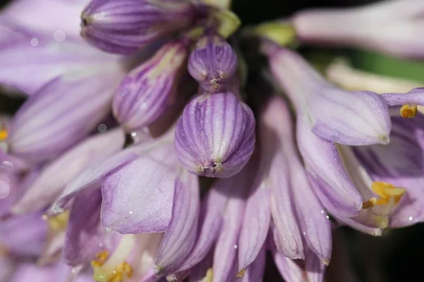 百合科 百合科 花和芽的特写 宏观拍摄 全天候布隆 — 图库照片