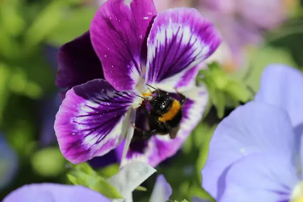Zbliżenie Makro Ujęcie Pszczół Kwiat Pełnym Rozkwicie — Zdjęcie stockowe