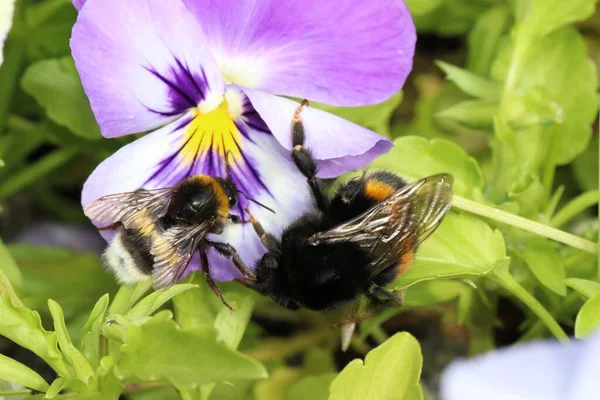 Närbild Makro Skott Ett Och Humla Blomma Full Blom — Stockfoto