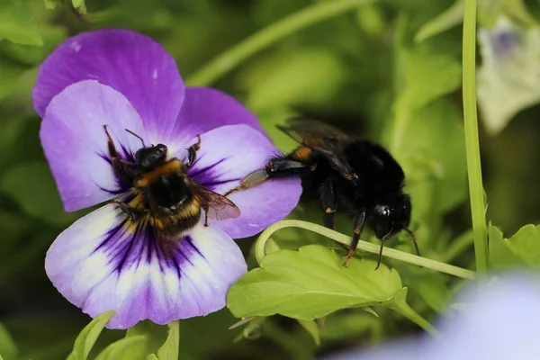 Zbliżenie Makro Ujęcie Pszczoły Trzmiela Kwiatku Pełnym Rozkwicie — Zdjęcie stockowe
