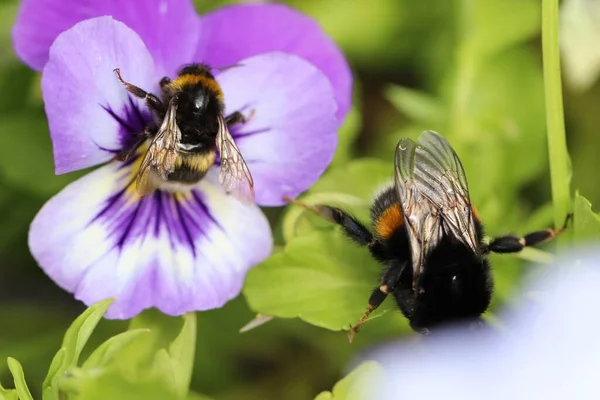 Närbild Makro Skott Ett Och Humla Blomma Full Blom — Stockfoto