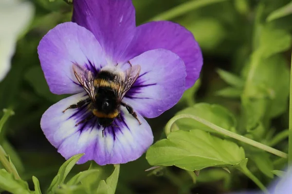 Förlora Upp Makro Skott Ett Mitten Lila Blomma Penséer Full — Stockfoto