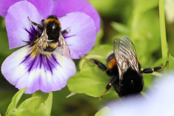 Närbild Makro Skott Ett Och Humla Blomma Full Blom — Stockfoto